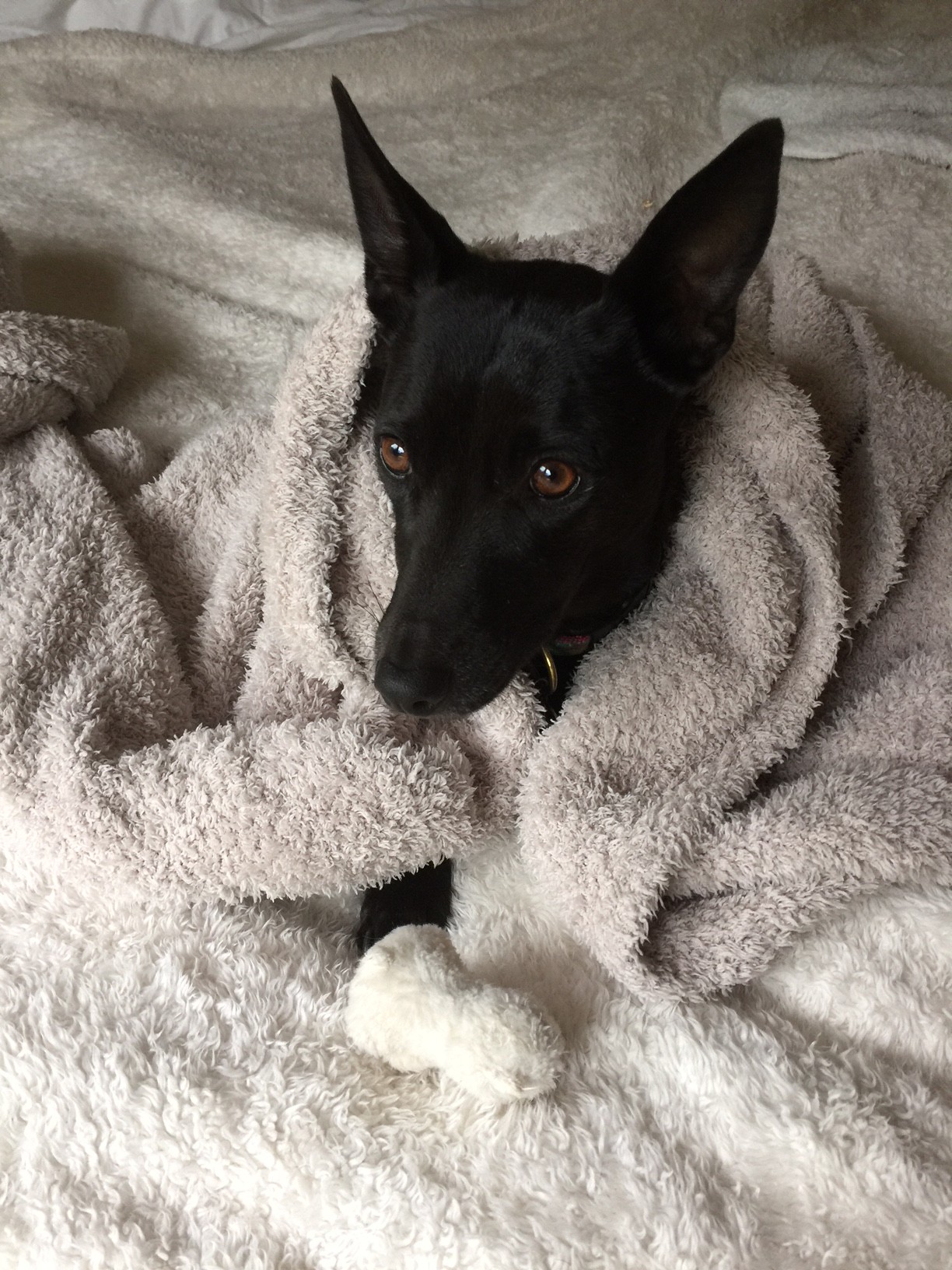 dog-does-not-like-rain-shoppingandinfo