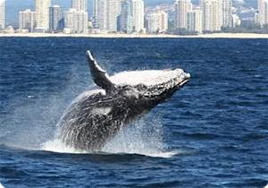 A whale breaching off the Los Angeles coast