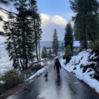 A snowy lakeside path with a person and dog walking away