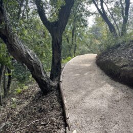Explore Big Sur on a tree-lined woodland path