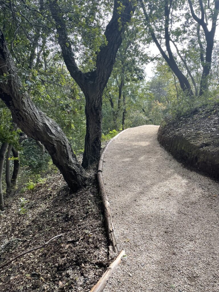 Explore Big Sur on a tree-lined woodland path