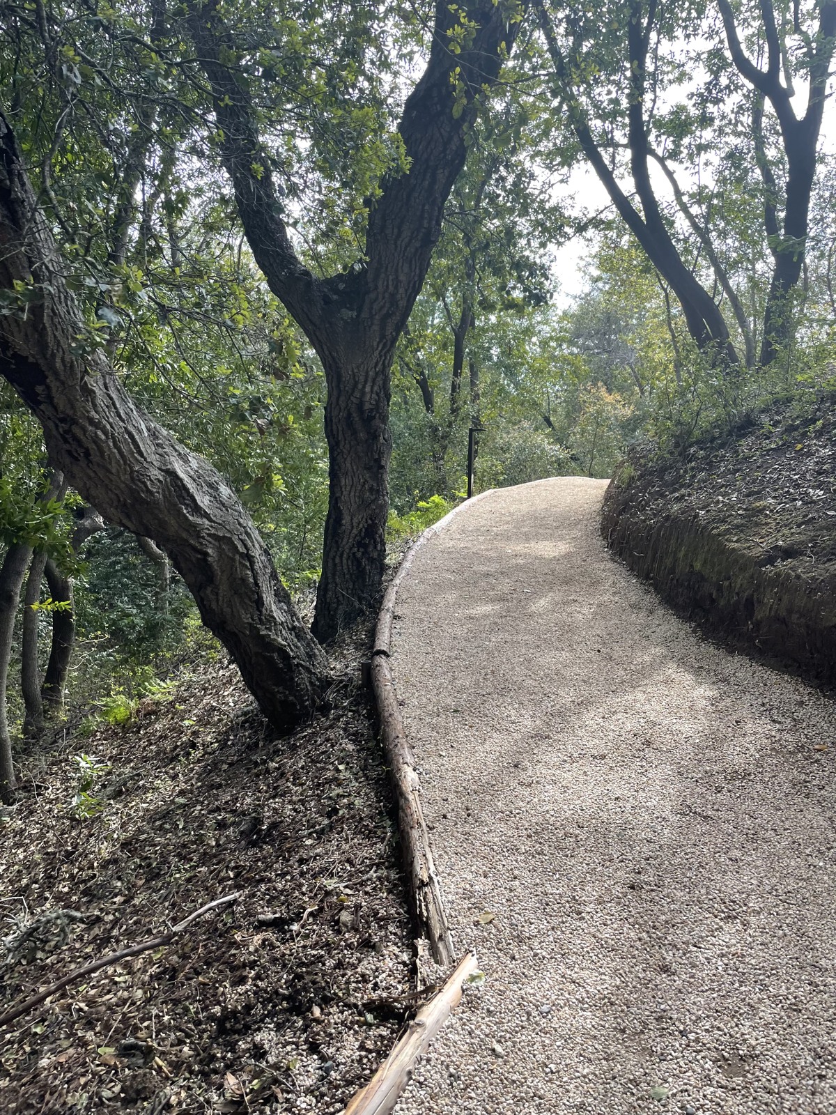 Woodland path on a Big Sur weekend