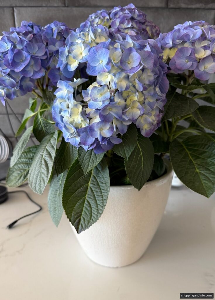 Ganni lilac coat color inspiration: blue and lavender hydrangeas in a white pot