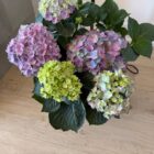 Colorful hydrangeas from Shopping and Info - gifts under $100 for flower lovers