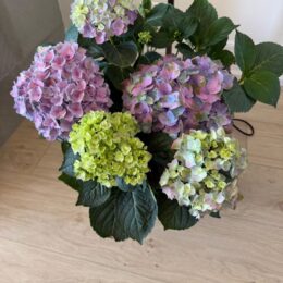 Colorful hydrangeas from Shopping and Info - gifts under $100 for flower lovers