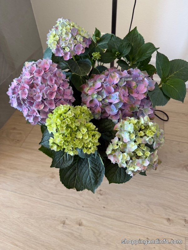 My colorful hydrangeas - gifts under $100 for flower lovers