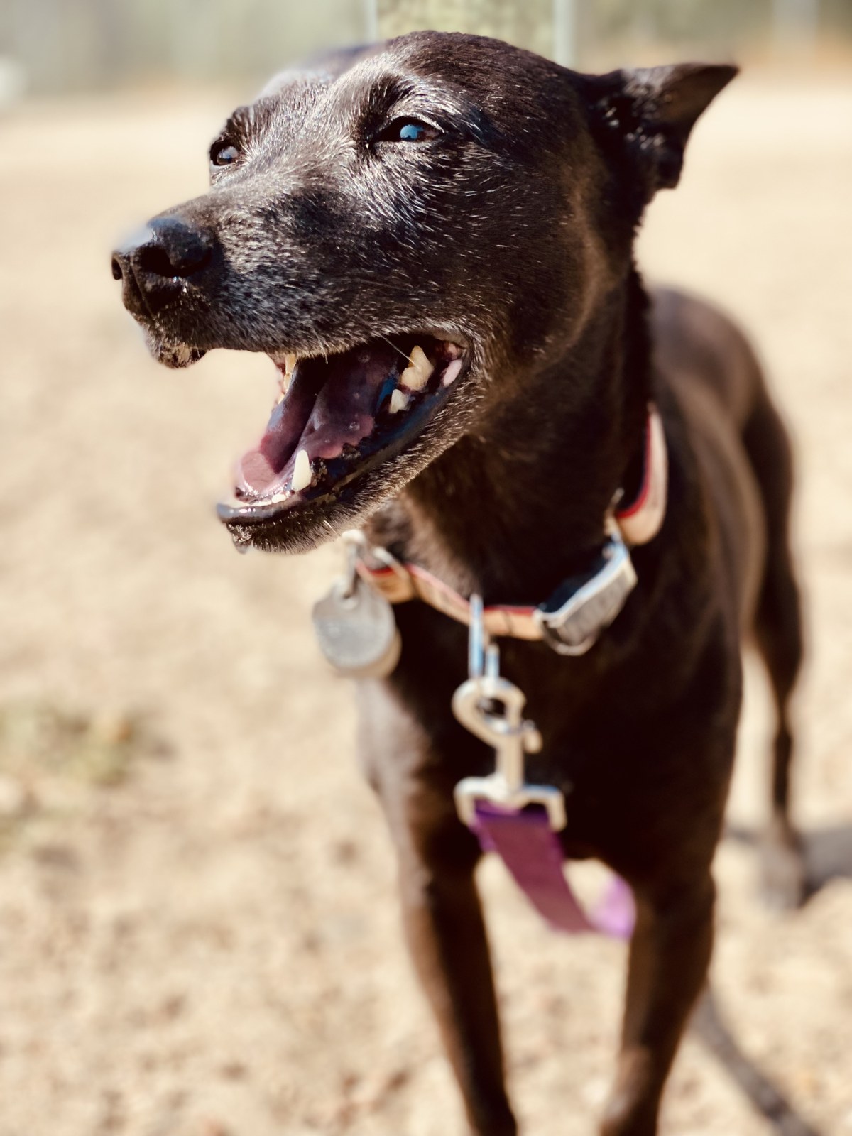 My dog
