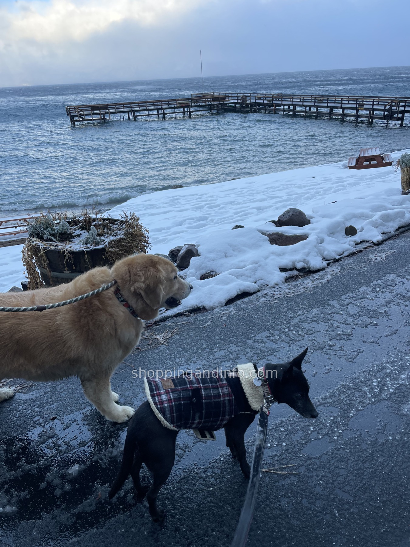 Two dogs on a snowy Lake Tahoe shoreline
