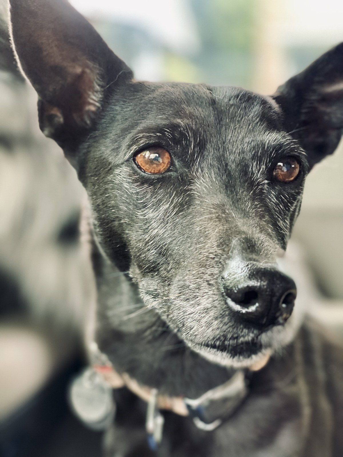 My dog