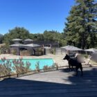 My dog on a deck in Big Sur