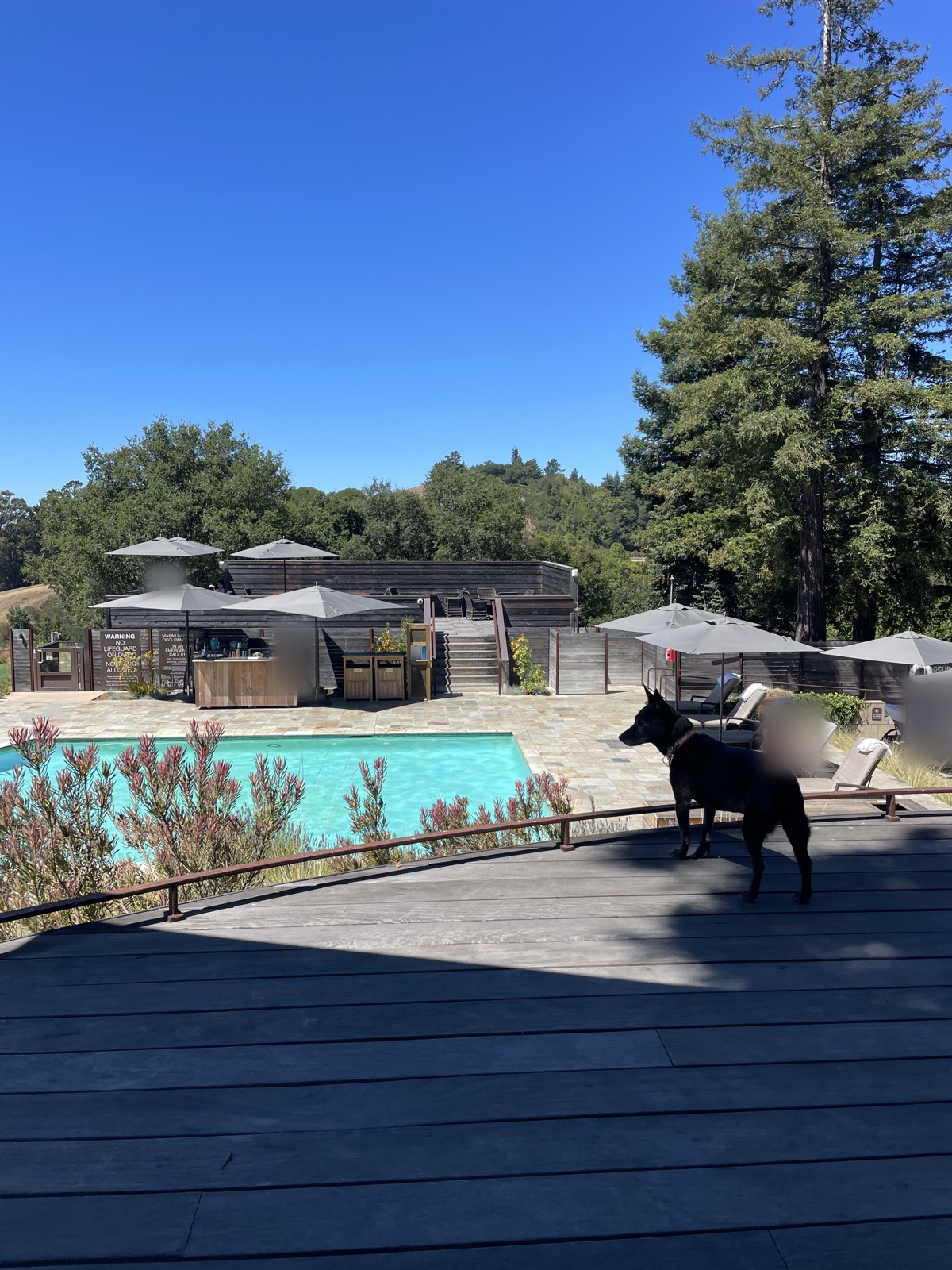 My dog on a deck in Big Sur