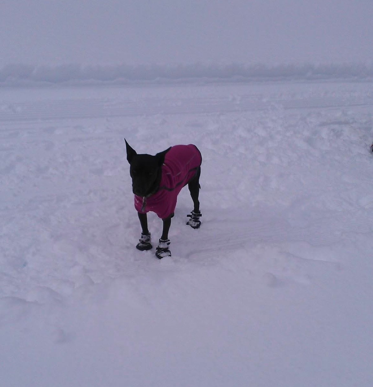 My dog wearing a pink coat and boots in the snow