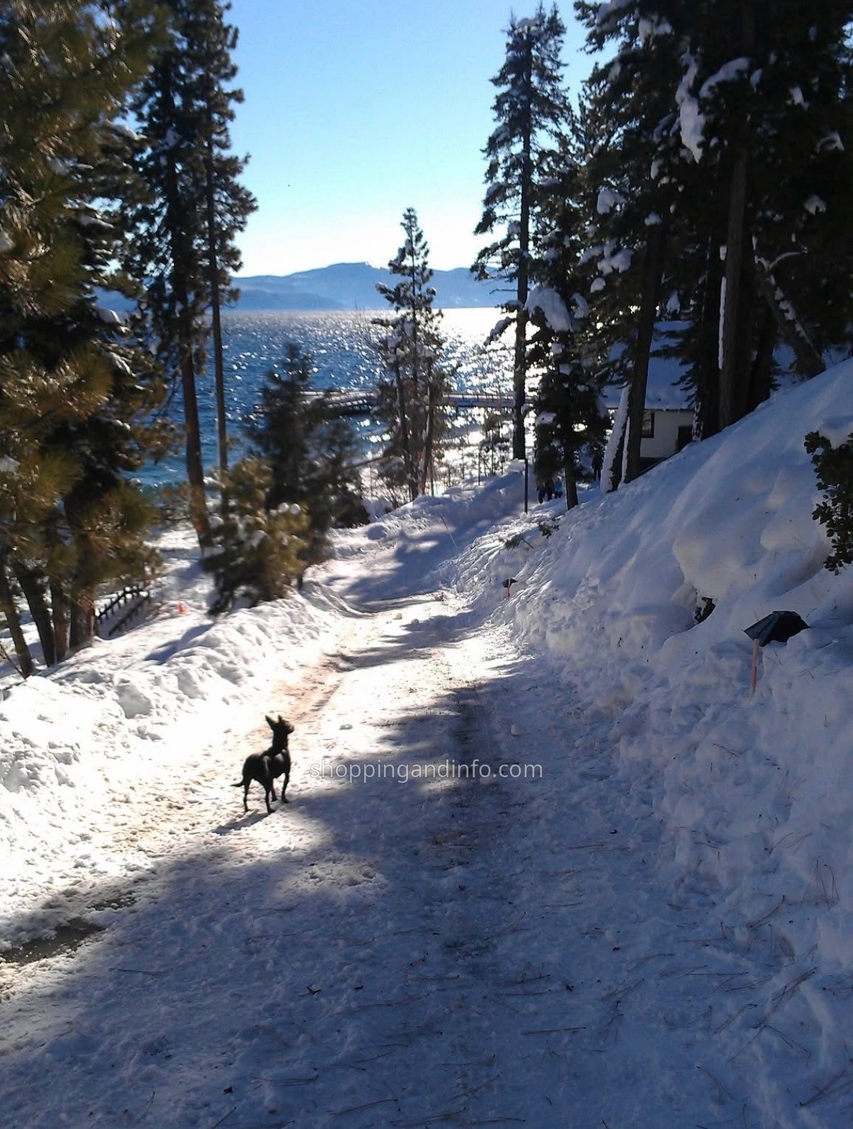 A dog on a snowy lakeside path - What to Pack for a Ski Trip