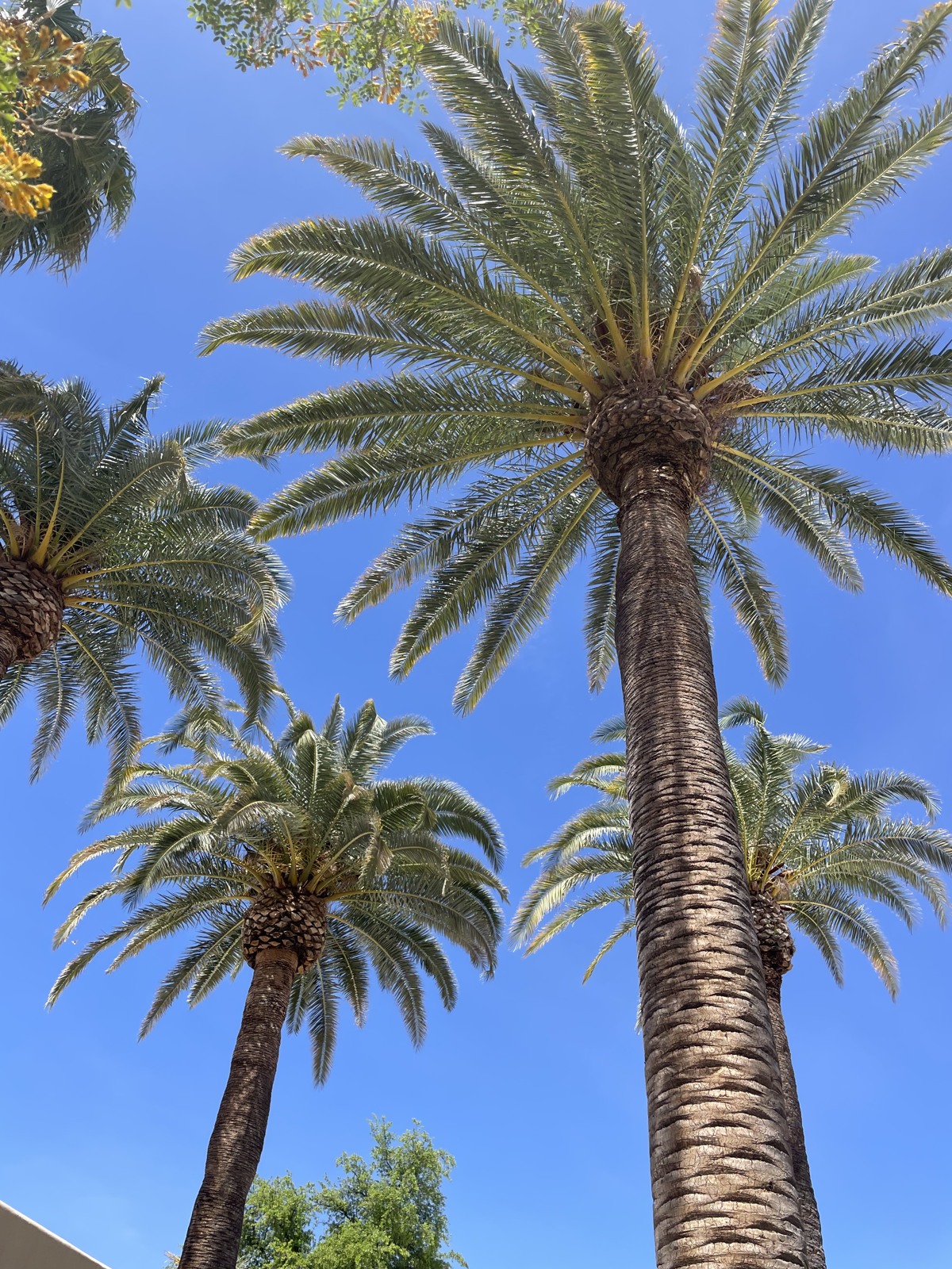 Miraval Arizona palms and blue sky