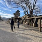 Dog walk along Pioneertown's wooden storefronts beneath a blue sky