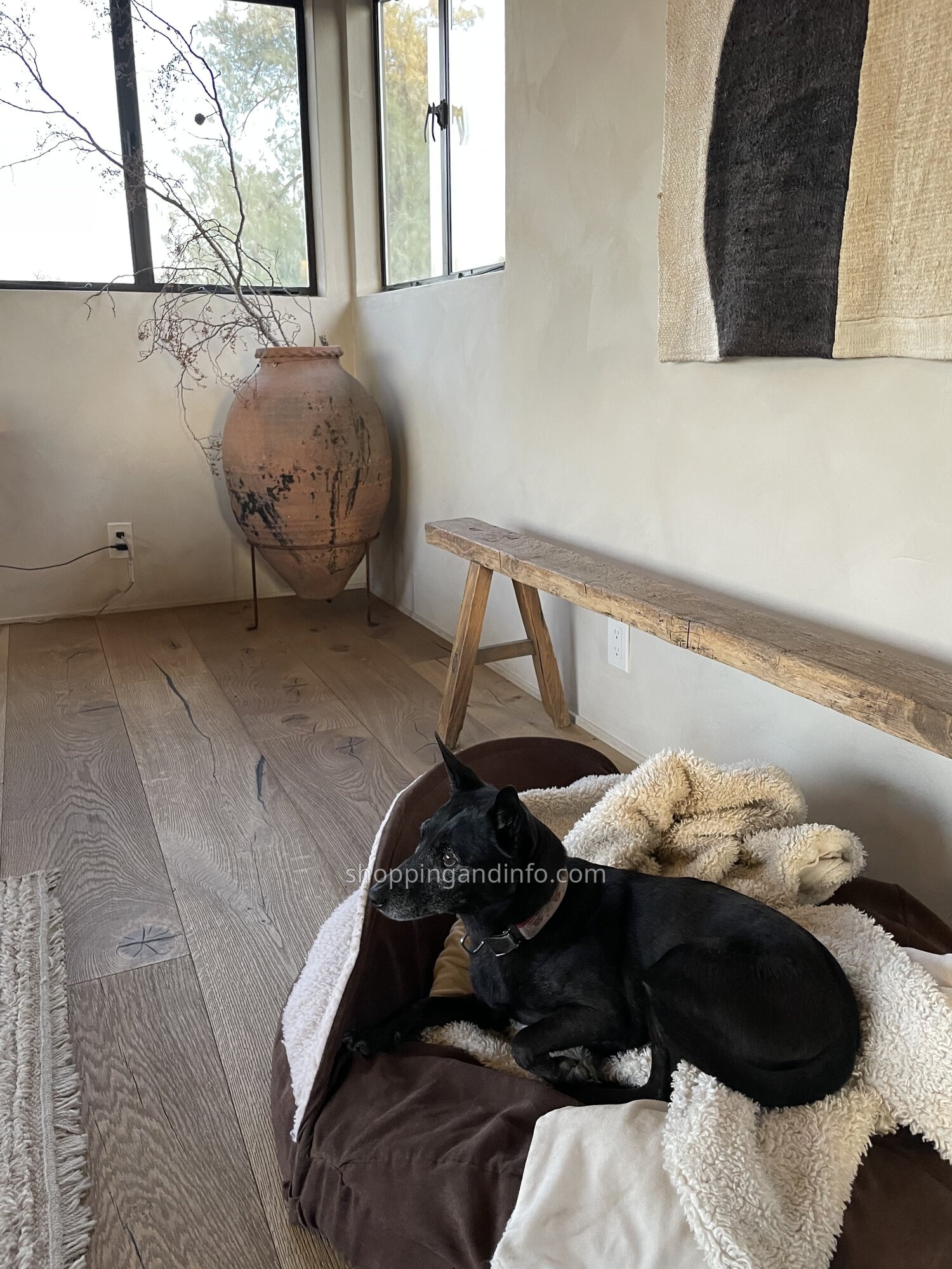 Our black dog resting in a bed inside the desert rental