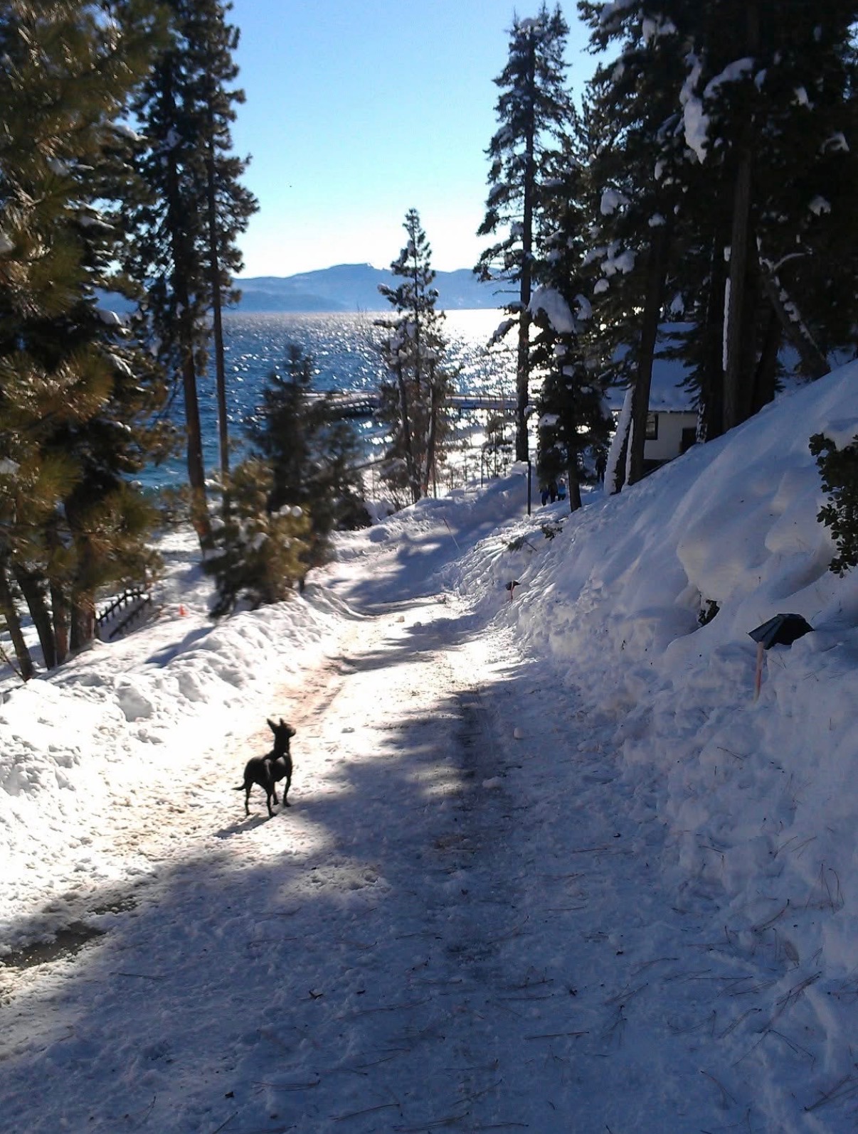 A dog on a snowy lakeside path