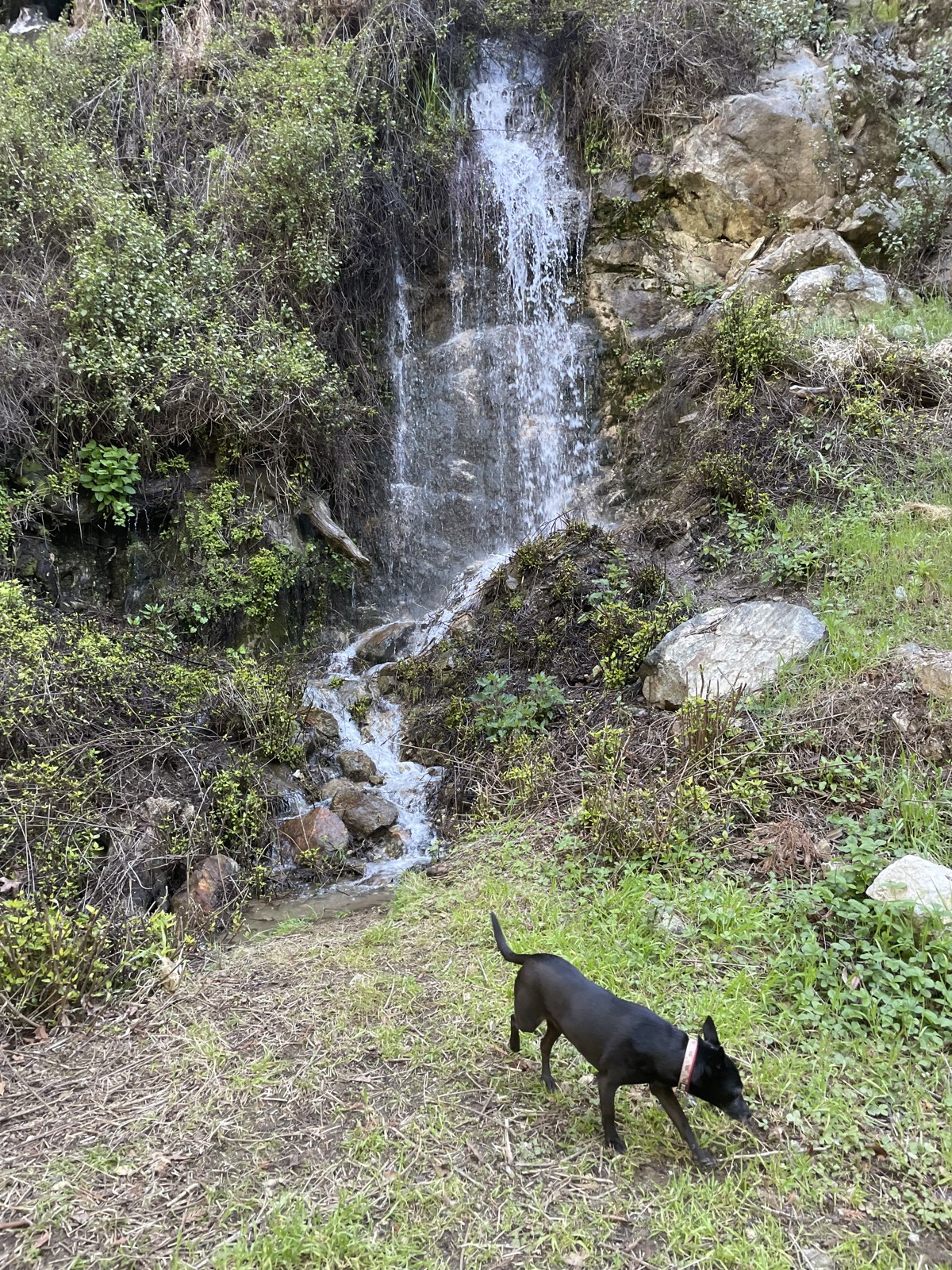 Waterfall and dog from a past Big Sur visit