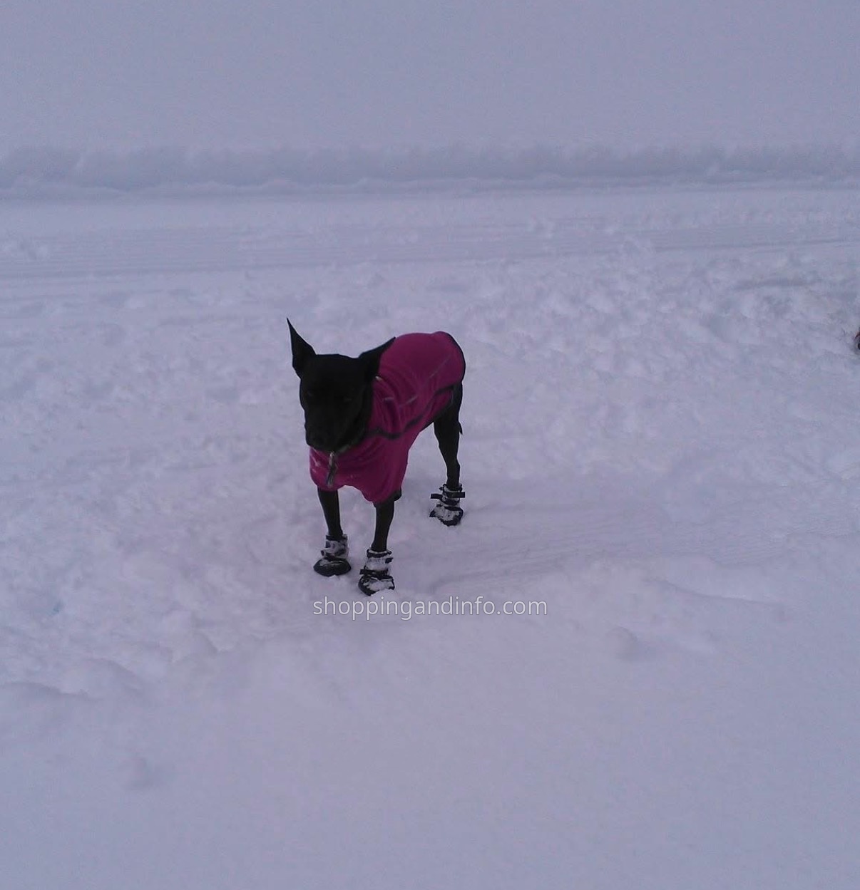 My dog wearing a pink coat and boots in the snow - Gifts for Dog Lovers My dog wearing a pink coat and boots in the snow - Gifts for Dog Lovers