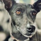 My dog