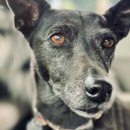 My dog