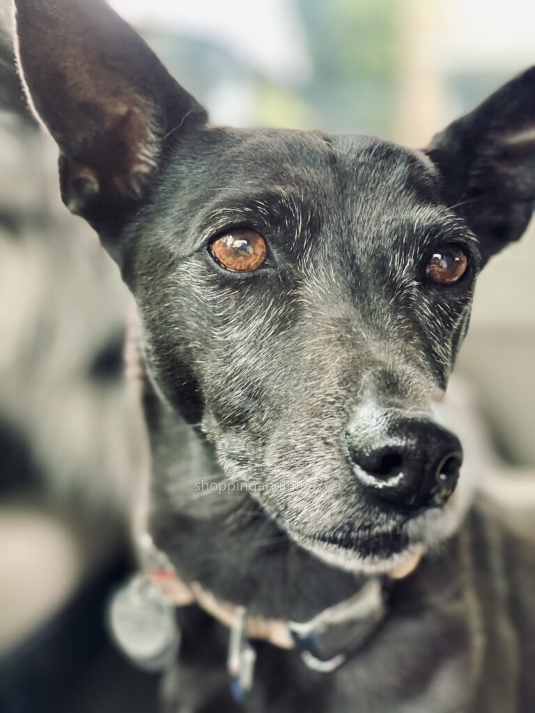 My dog