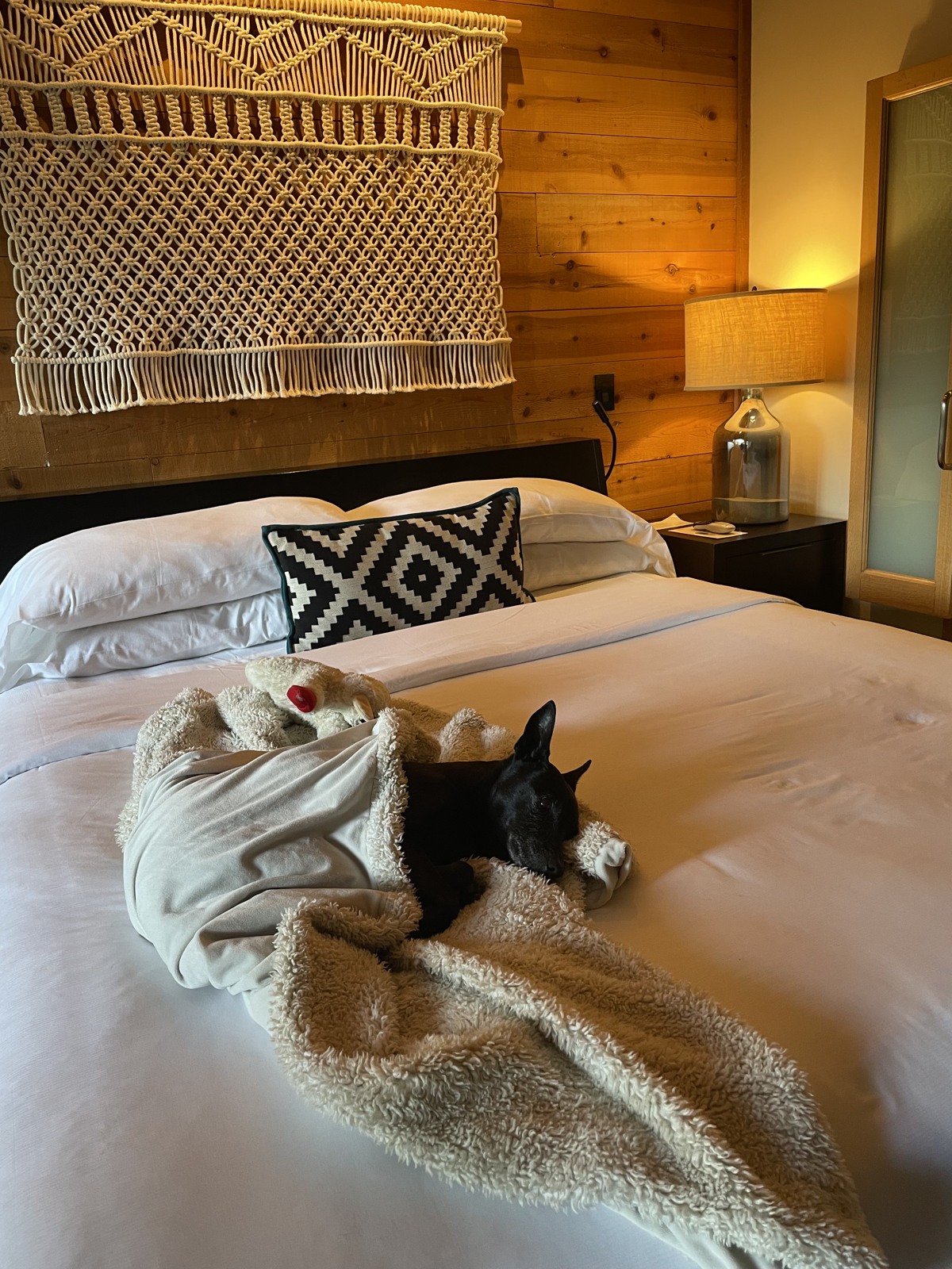 Dog resting in a wood-paneled room