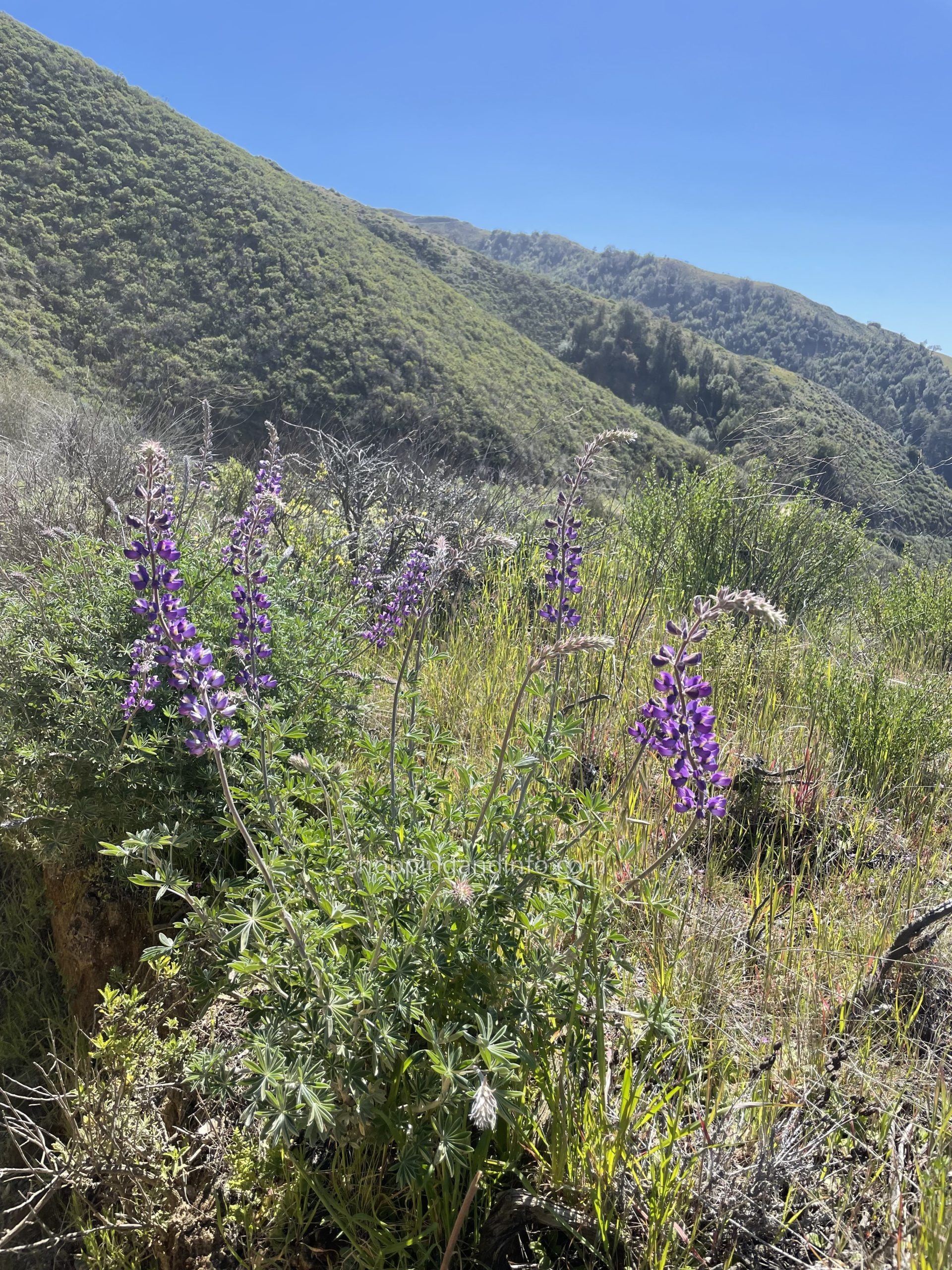 Big Sur hillside and wildflowers