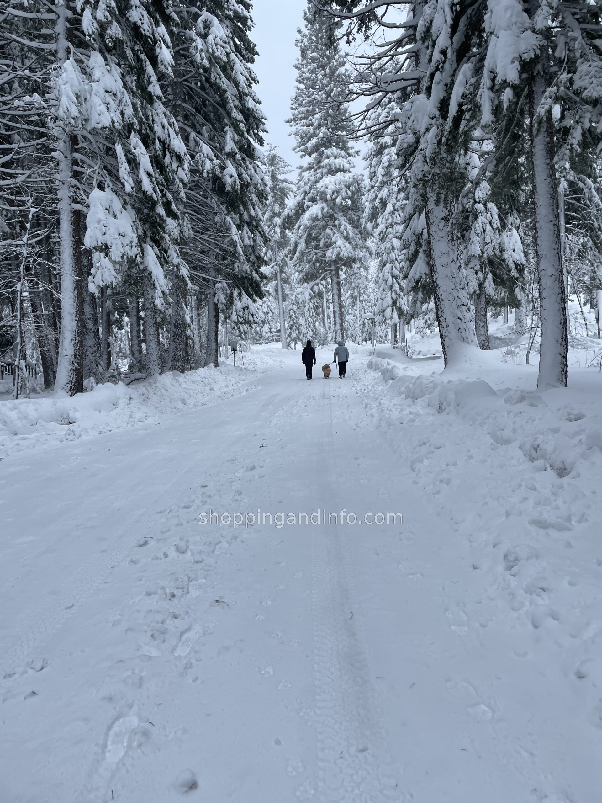 Snow-covered forest path with two distant walkers