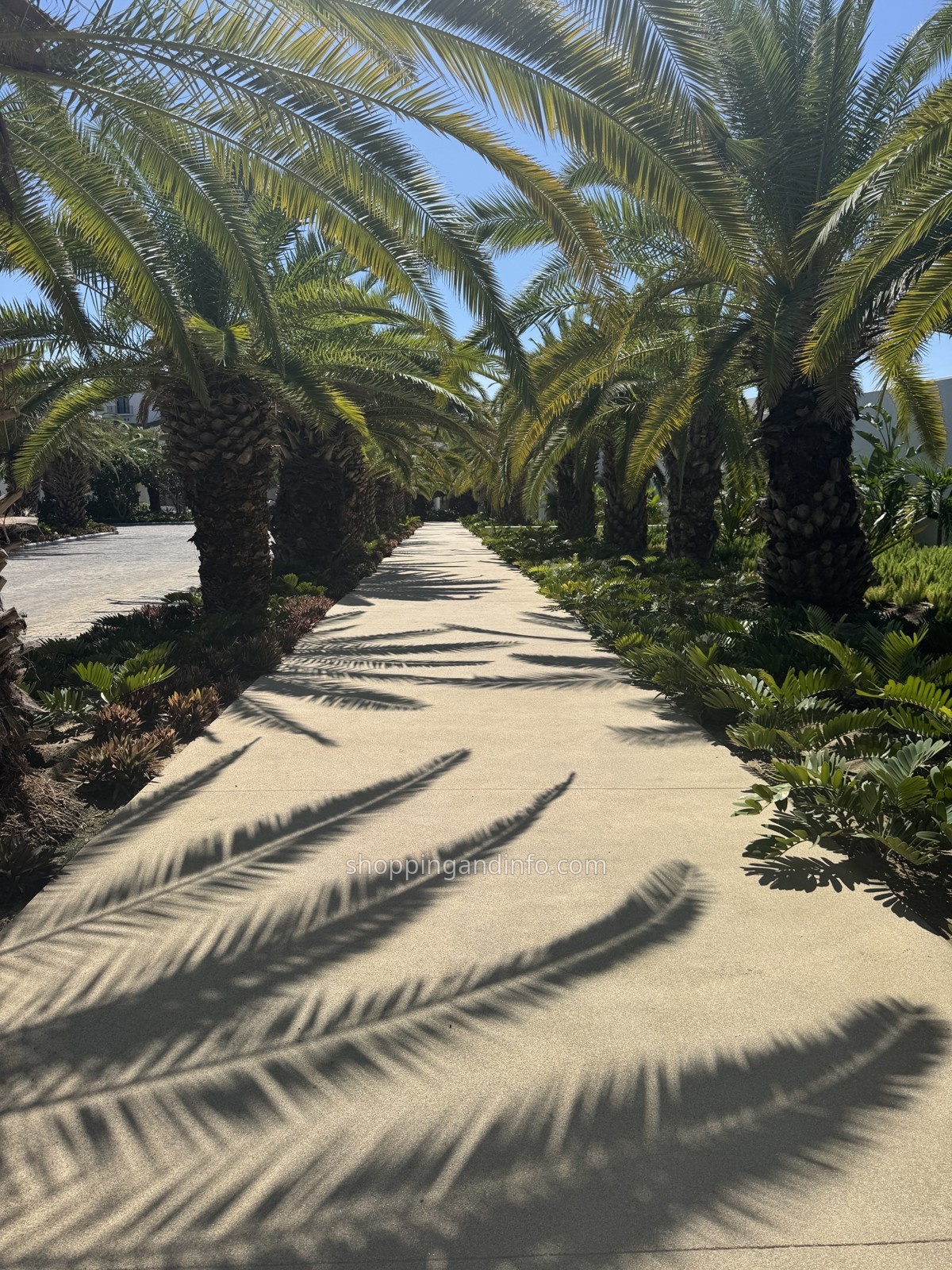 Palm-lined path in Cabo, Mexico