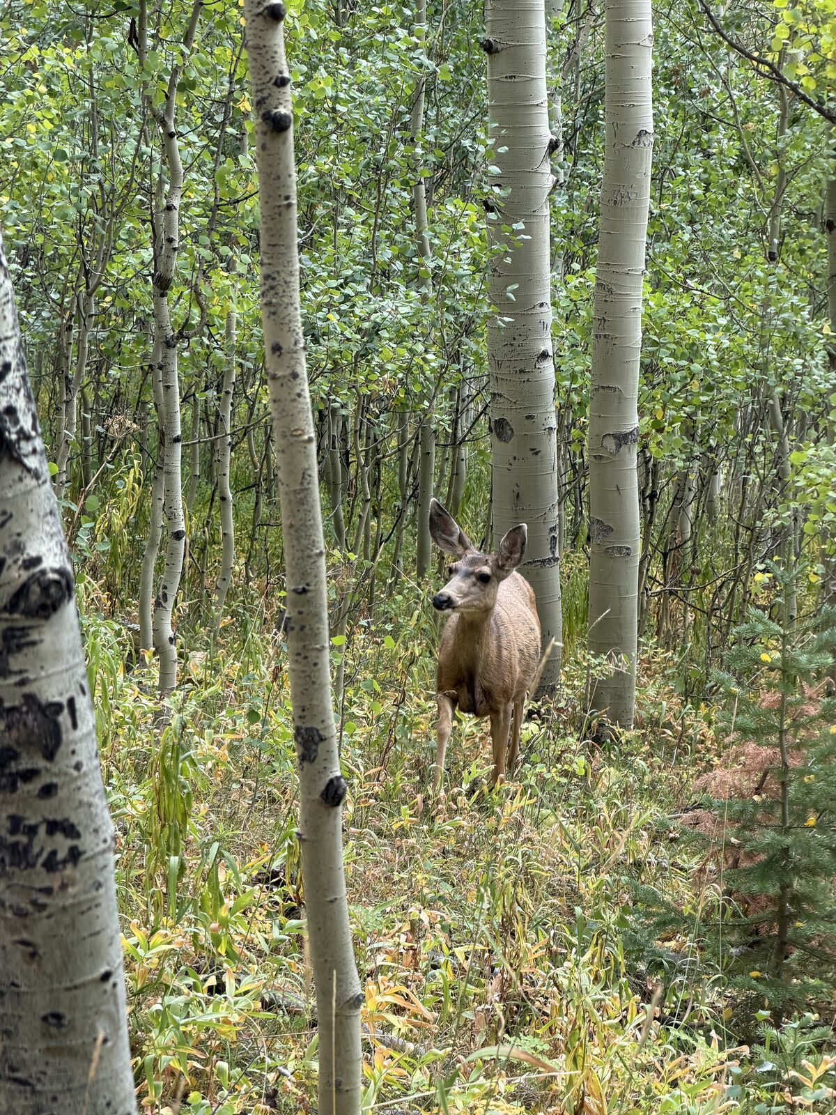 Deer among the aspens