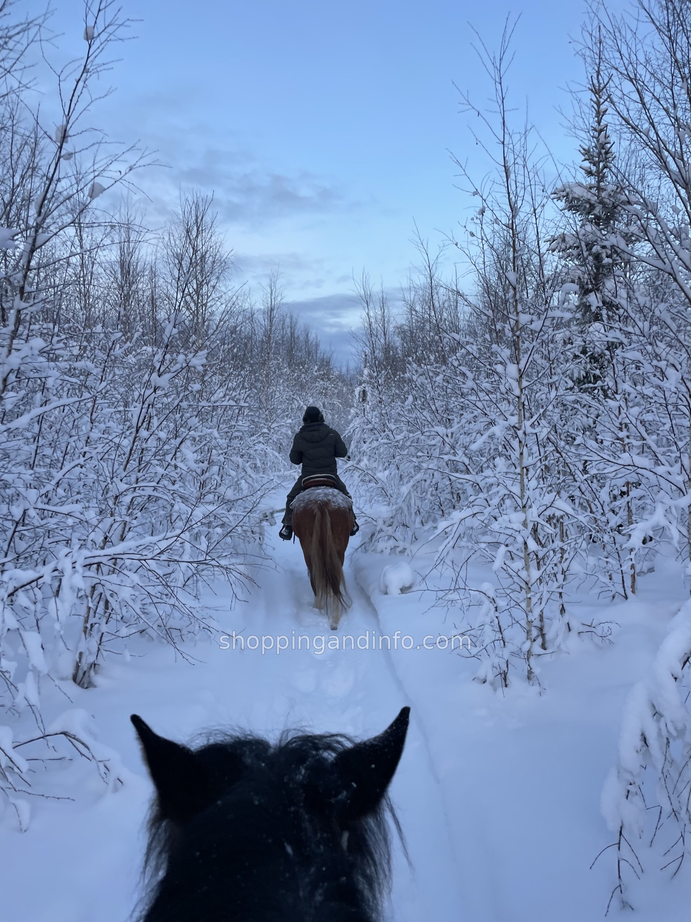 Horseback outing in Swedish Lapland