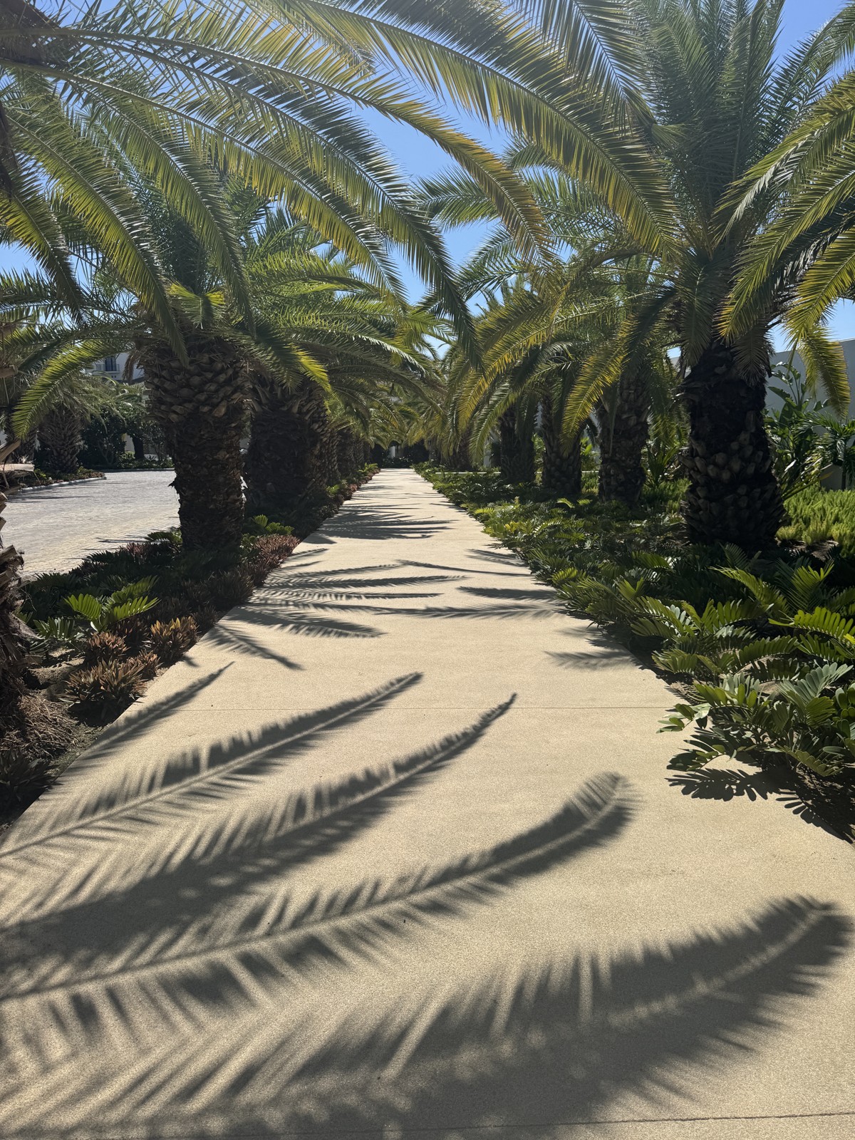 Palm-lined path in Cabo, Mexico