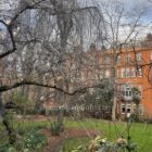 Garden and autumn foliage in London